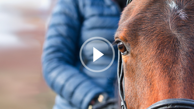 HorseWaver Module